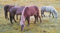Relaxed animals standing outside together eating on a lush green landscape on an early spring morning. Horses grazing on