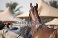 A relaxed Arabian horse enjoying a refreshing shower.