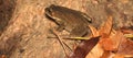 Relaxed Asian Toad on The Tree with Rain Forest