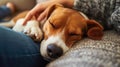 Relaxed Beagle Dog Sleeping on a Cozy Blanket Beside Owner Royalty Free Stock Photo