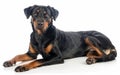 A relaxed Beauceron dog lies down, displaying its calm demeanor and fluffy tail against a seamless white background