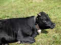 Relaxed black swiss cow chilling on a meadow on a sunny summer day