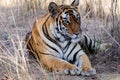 A relaxed and beguiling Tiger Royalty Free Stock Photo