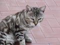 Relaxed Bengal cat lies on the floor outdoors