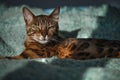 Relaxed Bengal cat in looking at camera on a turquoise wool blanket.