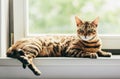 Relaxed Bengal cat lying on a window sill