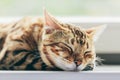 Relaxed Bengal cat sleeping happy while lying on a window sill