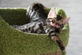 Relaxed Bengal kittens at home, indoors, beautiful