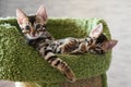 Relaxed Bengal kittens at home, indoors, beautiful