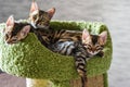 Relaxed Bengal kittens at home, indoors, beautiful