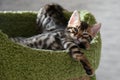 Relaxed Bengal kittens at home, indoors, beautiful