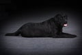 Relaxed black dog Labrador Retriever Royalty Free Stock Photo