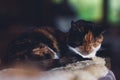 Relaxed black-red cat naps on soft carpet