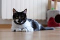 Relaxed black and white female cat