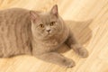 Relaxed British Shorthair Cat Lying on Wooden Floor Royalty Free Stock Photo