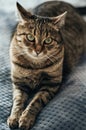 Relaxed brown tabby cat looking at camera Royalty Free Stock Photo