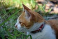 Relaxed brown tabby cat lying on the floor Royalty Free Stock Photo