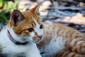 Relaxed brown tabby cat lying on the floor Royalty Free Stock Photo