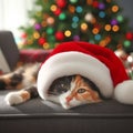 relaxed cat lying on a gray sofa in a Santa\'s hat with blurred Christmas decor