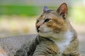 Relaxed close-up of grey and ginger tortoiseshell tabby cat