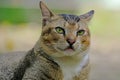 Relaxed close-up of grey and ginger tortoiseshell tabby cat