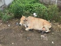 Relaxed and comfortable cow taking a nap in backyard of the local house Royalty Free Stock Photo