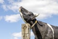 Relaxed cow scratch itch against pole, flexibele tickles under chin Royalty Free Stock Photo