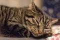 Relaxed cute and striped cat shortly after waking up Royalty Free Stock Photo