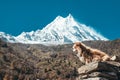 A relaxed dog basking in the sun below MT. Manaslu in Nepal