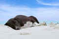 Relaxed dog, Black mixed white dog looking at camera on the sand beach with sea and blue sky as a background Royalty Free Stock Photo