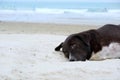 Relaxed dog, Black mixed white dog on the sand beach with sea and blue sky as a background Royalty Free Stock Photo