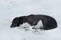 Relaxed dog, Black mixed white dog sleeping on the sand beach with sea as a background Royalty Free Stock Photo