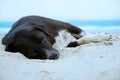 Relaxed dog, Black mixed white dog sleeping on the sand beach with sea as a background Royalty Free Stock Photo