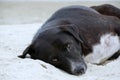 Relaxed dog, Black mixed white dog looking at camera on the sand beach Royalty Free Stock Photo