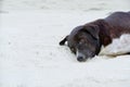 Relaxed dog, Black mixed white dog looking at camera on the sand beach with sea and blue sky as a background Royalty Free Stock Photo