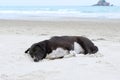 Relaxed dog, Black mixed white dog looking at camera on the sand beach with sea and blue sky as a background Royalty Free Stock Photo