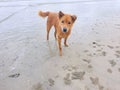 Relaxed dog, Brown dog looking at camera are playing on the beach in the morning