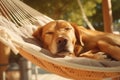 Relaxed dog enjoys hammock lounging during summer holidays