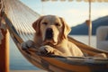 Relaxed dog enjoys hammock lounging during summer holidays