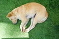Relaxed dog on the grass, Top view of yellow dog laying in Thailand