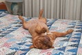 Relaxed dog is lying upside-down on her back