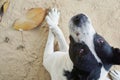 Relaxed dog on the sand beach, Royalty Free Stock Photo