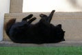 Relaxed dog on the stair, Top view of black dog laying in Thailand