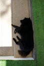 Relaxed dog on the stair, Top view of black dog laying in Thailand