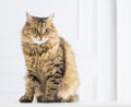 Relaxed domestic cat at home Royalty Free Stock Photo