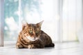 Relaxed domestic cat at home. Royalty Free Stock Photo