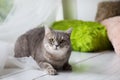 Relaxed domestic cat at home. Royalty Free Stock Photo