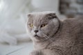 Relaxed domestic cat at home. Royalty Free Stock Photo