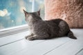 Relaxed domestic cat at home. Royalty Free Stock Photo