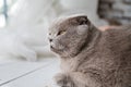 Relaxed domestic cat at home. Royalty Free Stock Photo